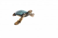 Small Loggerhead Turtle - Available image