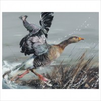 Pink Footed Goose image