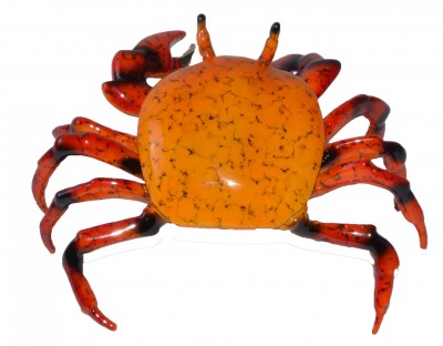 Fiddler Crab, Orange | Brian Arthur - Available image