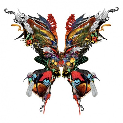 The Explorer Butterfly - Kristjana S Williams image