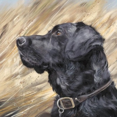Black Labrador In Reeds image
