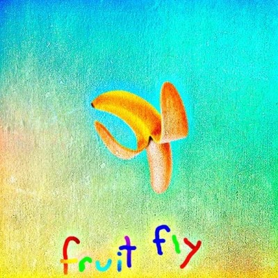 Fruit Fly | Alex Echo image