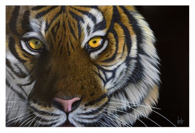 Tiger Eyes | Jonathan Truss image